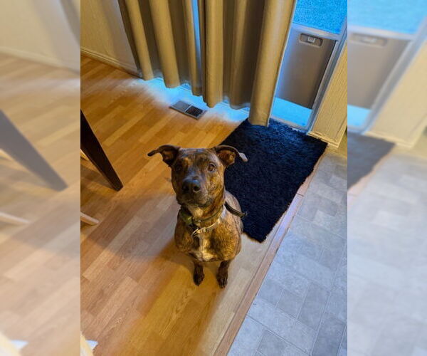 Medium Photo #6 Boxweiler Puppy For Sale in Salt Lake City, UT, USA