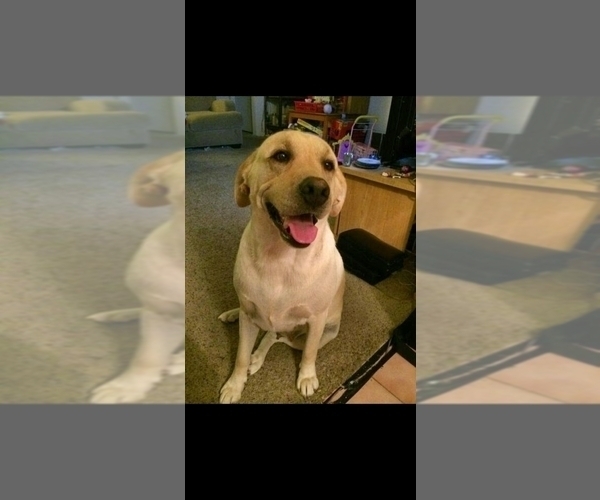 Medium Photo #1 Labrador Retriever Puppy For Sale in PITTSBURG, CA, USA