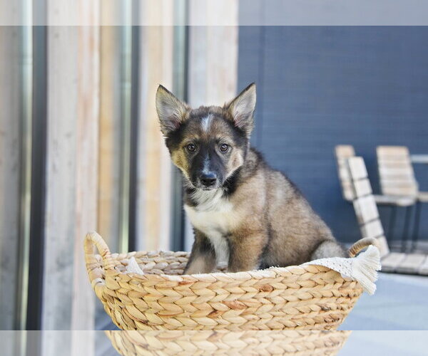 Medium Photo #6 German Shepherd Dog-Unknown Mix Puppy For Sale in Sandy, UT, USA