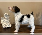 Small #3 Wire Fox Terrier
