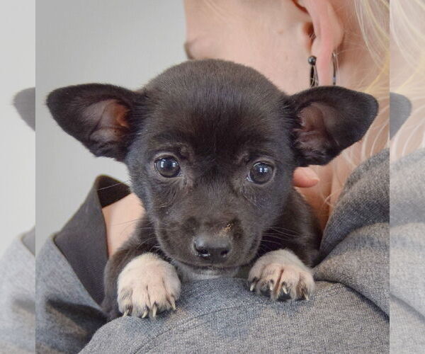 Medium Photo #5 Chipin Puppy For Sale in Huntley, IL, USA