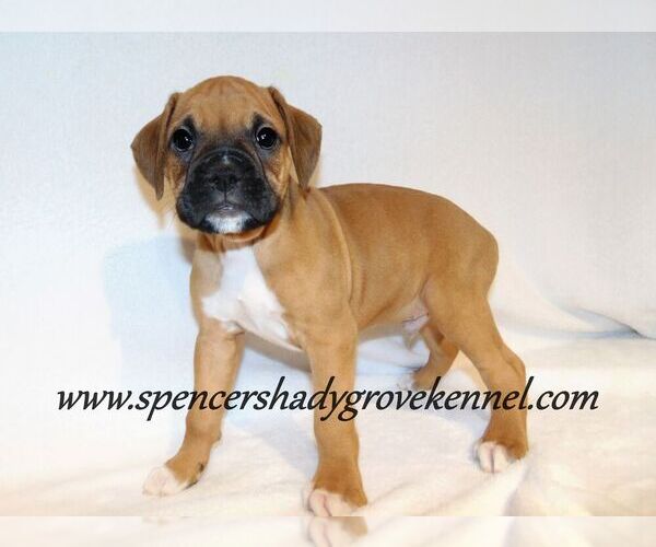 Medium Photo #3 Boxer Puppy For Sale in CABOOL, MO, USA