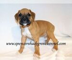 Small #2 Boxer