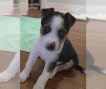 Small #3 Jack Russell Terrier Mix