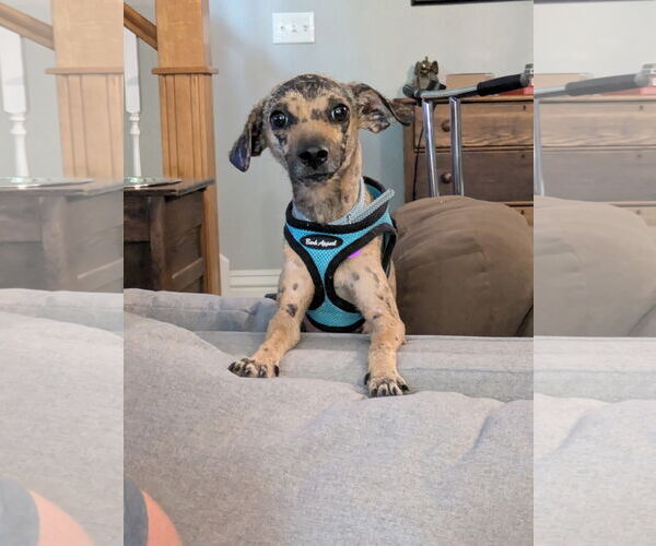 Medium Photo #2 Chihuahua-Unknown Mix Puppy For Sale in Aurora, CO, USA
