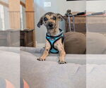 Small #1 Chihuahua Mix