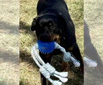 Small Photo #4 Rottweiler Puppy For Sale in Mooresville, NC, USA