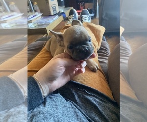 French Bulldog Puppy for sale in KINGSTON, NY, USA