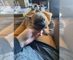 Small French Bulldog