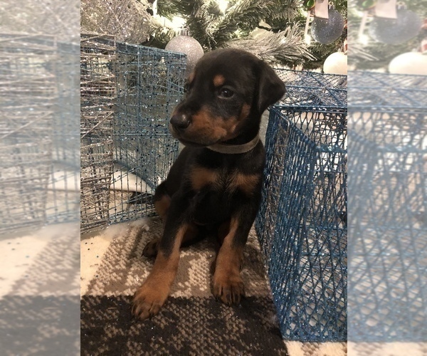 Medium Photo #2 Doberman Pinscher Puppy For Sale in EDGEWOOD, NM, USA