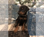 Small Photo #2 Doberman Pinscher Puppy For Sale in EDGEWOOD, NM, USA