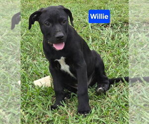 Labrador Retriever-Unknown Mix Dogs for adoption in Alexander, AR, USA