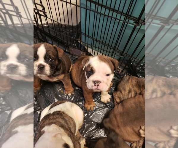 Medium Photo #6 English Bulldog Puppy For Sale in BAY POINT, CA, USA