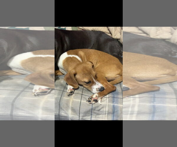 Medium Photo #2 Cheagle Puppy For Sale in Brooksville, FL, USA