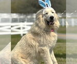 Small #2 Great Pyrenees