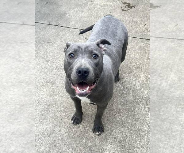 Medium Photo #3 Mutt Puppy For Sale in Crete, IL, USA