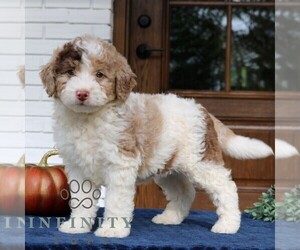 Bernedoodle (Miniature) Puppy for sale in LANCASTER, PA, USA