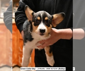 Pembroke Welsh Corgi Puppy for sale in FALLON, NV, USA