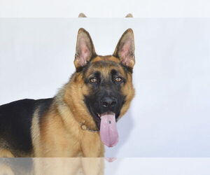 German Shepherd Dog Dogs for adoption in Pasadena, CA, USA