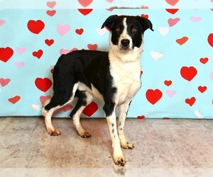 Border Collie-Unknown Mix Dogs for adoption in West Valley, UT, USA