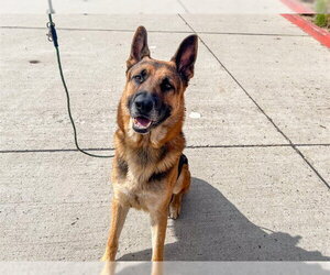 German Shepherd Dog Dogs for adoption in Orange, CA, USA