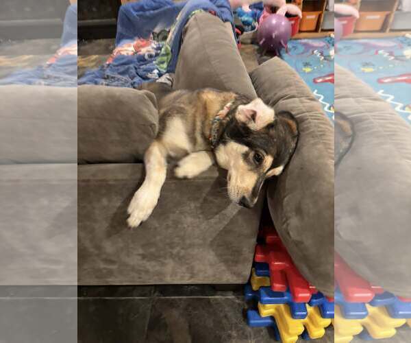 Medium Photo #3 Huskies -Unknown Mix Puppy For Sale in Uwchlan, PA, USA
