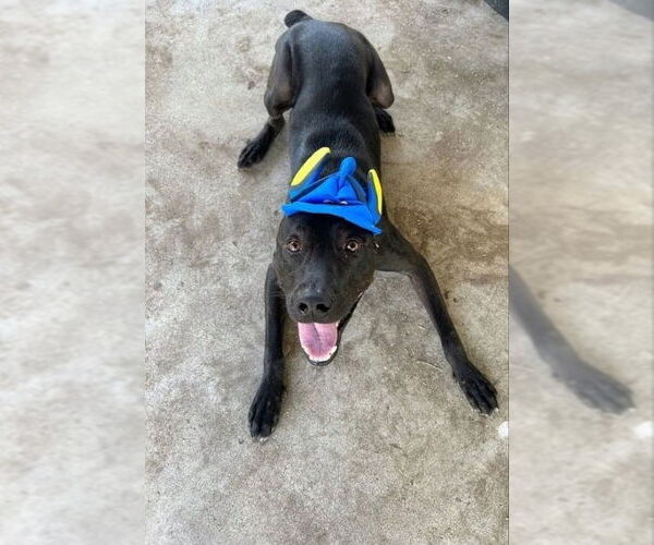 Medium Photo #1 Labrador Retriever-Unknown Mix Puppy For Sale in San Diego, CA, USA