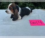 Small #9 Basset Hound