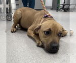 Small #1 Labrador Retriever Mix