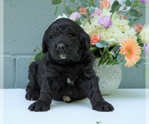 Newfypoo Puppy for sale in FREDERICKSBG, OH, USA