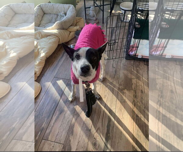 Medium Photo #3 Mutt Puppy For Sale in Westwood, NJ, USA