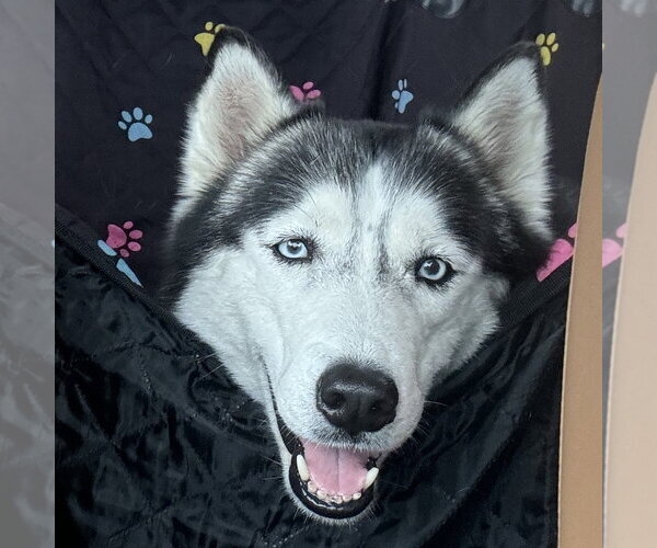 Medium Photo #5 Siberian Husky Puppy For Sale in Fargo, ND, USA