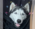 Small #4 Siberian Husky