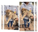 Small Photo #8 Wolf Hybrid Puppy For Sale in ALBUQUERQUE, NM, USA