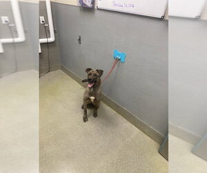 Shepradors Dogs for adoption in Las Vegas, NV, USA