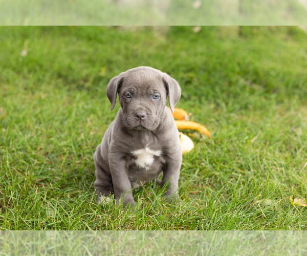 Medium Photo #1 Cane Corso Puppy For Sale in BOURBON, IN, USA