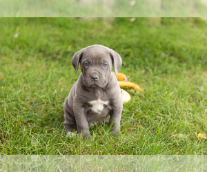 Cane Corso Puppy for sale in BOURBON, IN, USA
