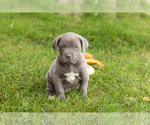 Litter of 6 - Male(s) and Female(s) Cane CorsoLitter of Puppies for Sale - Small photo