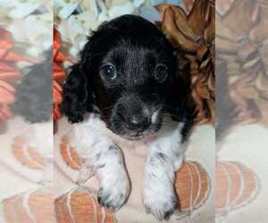 Dachshund Puppy for sale in UNADILLA, GA, USA