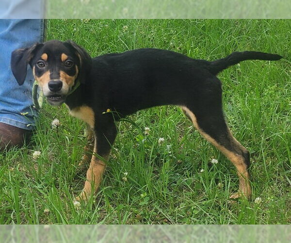 Medium Photo #3 Catahoula Leopard Dog-Labrador Retriever Mix Puppy For Sale in Wetumpka, AL, USA