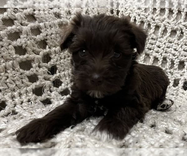 Medium Photo #7 Schnauzer (Miniature) Puppy For Sale in KILLEEN, TX, USA