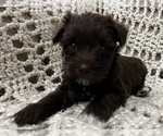 Small Photo #7 Schnauzer (Miniature) Puppy For Sale in KILLEEN, TX, USA