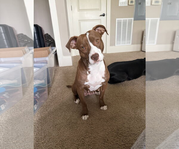 Medium Photo #4 Mutt Puppy For Sale in Holly Springs, NC, USA