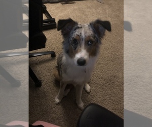 Australian Shepherd Puppy for sale in EAGAN, MN, USA