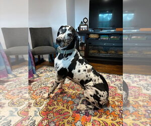 Great Dane Dogs for adoption in Bullard, TX, USA