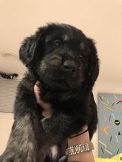 Australian Labradoodle Puppy for sale in QUEEN ANNE, WA, USA