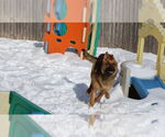 Small #20 German Shepherd Dog