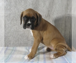 Boxer Puppy for Sale in THORP, Wisconsin USA