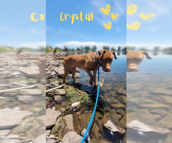 Medium Photo #3 American Pit Bull Terrier-American Staffordshire Terrier Mix Puppy For Sale in Monte Vista, CO, USA