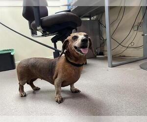 Dachshund Dogs for adoption in Pasadena, CA, USA